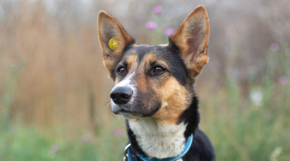 Chiens à adopter